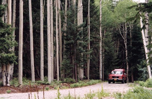 Full Screen of Aspens