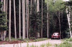 Aspens