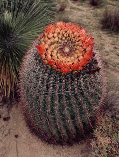 Cactus