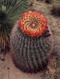 Cactus Bloom