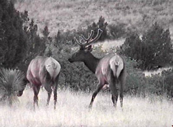 Elk