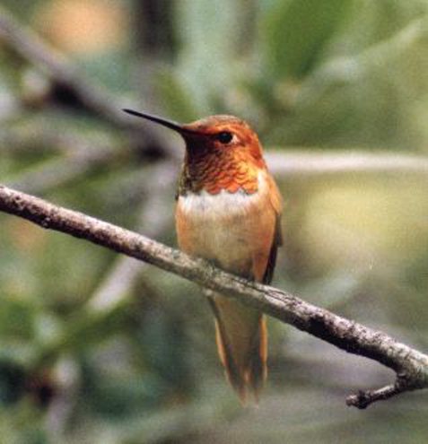 Rufus Hummingbird